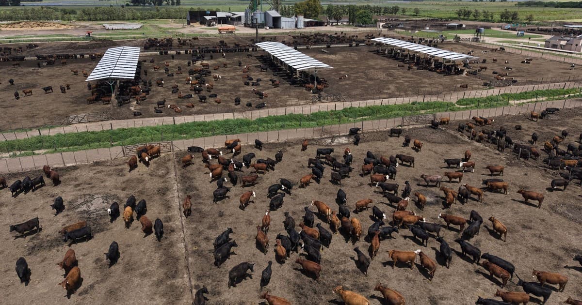 Ganadería argentina top: nuevos sistemas y procesos