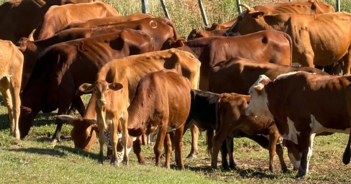 "No tienen para comer": casi 200 vacas recuperadas de abigeato se están muriendo de hambre a la espera de una decisión judicial